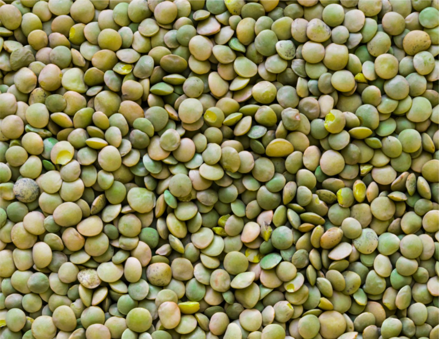 Green Lentils