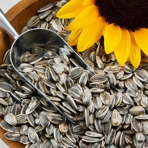 Sunflower Seeds